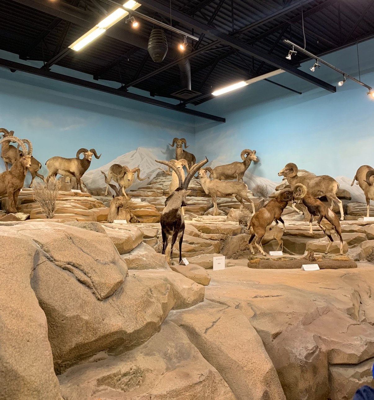 Rosenbruch Wildlife Museum